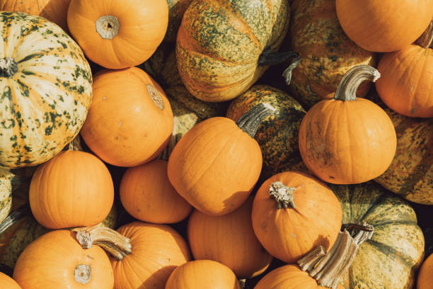 istock Tub barrell filled with pumpkin pie baking pumpkins and other gourds 1436833084