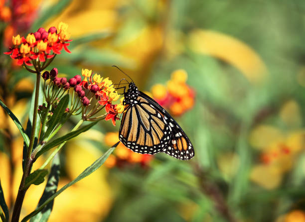 istock Migrating Monarch butterfly in autumn garden 1436834657