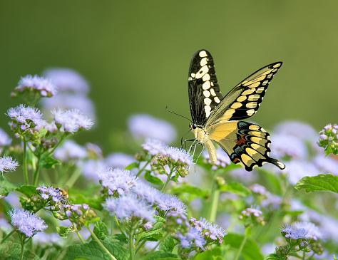 Giant Swallowtail butterfly (Papilio cresphontes) feeding on Blue Mistflowers in the garden. Copy space.