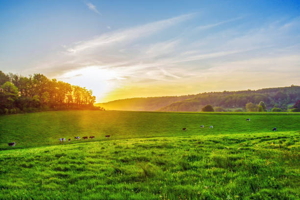 istock Country idyll  in  Normandy. Cows 1436835444