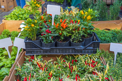 Stock photo of homegrown small orange and yellow chilli plants growing in plastic flower pots outside florist shop / flower shop for fruit and vegetable gardens or chilli houseplants, miniature capsicum pot plants of colourful chillies for cooking with spices and flavour