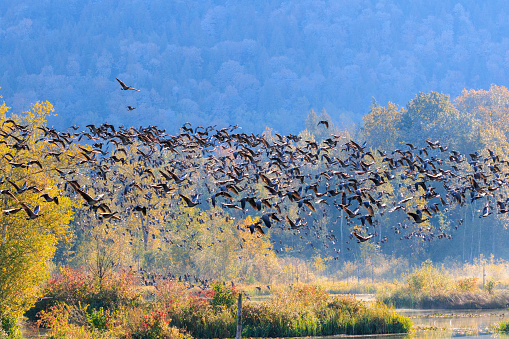 Cheam Lake Wetlands Regional Park