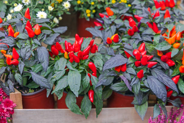 istock Potted Chillies Plants 1436838139