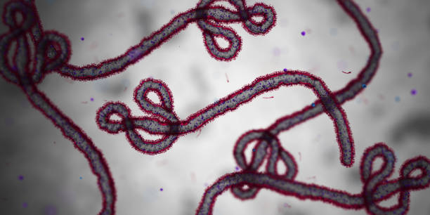 cellule di ebola - ebola foto e immagini stock