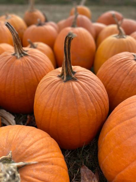 istock A group of orange pumpkins in Autumn 1436839519