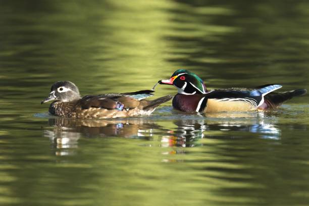 istock Wood duck couple drinking water in a pond. 1436841381