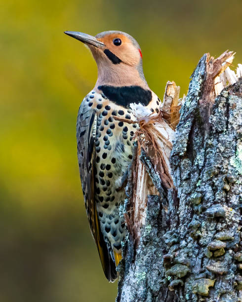 istock Flicker woodpecker on a branch 1436843528