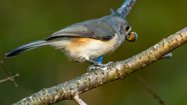 istock Titmouse bird on a branch with acorn in the fall 1436843546