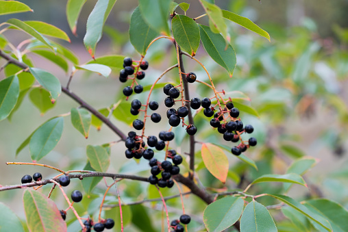 Prunus serotina, wild black cherry wild black berries on twig closeup selective focus