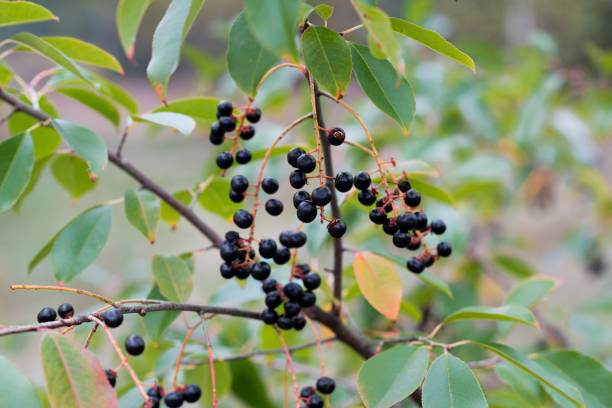 Prunus serotina, wild black cherry wild black berries closeup selective focus stock photo