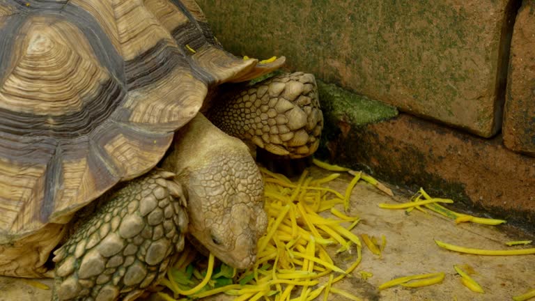 The reptiles on the ground feed slowly.