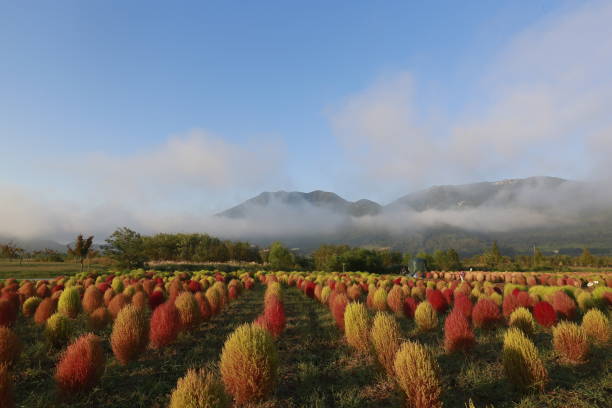 Morning sun lights on the peaceful bassia scoparia field in South Korea