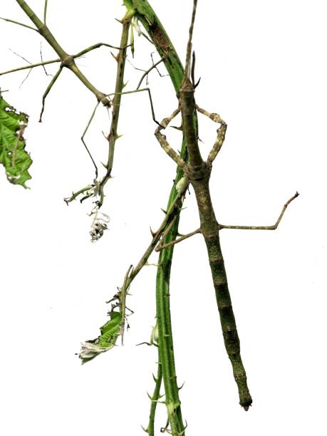 Walking stick insect (Diapheromera femorata) stock photo