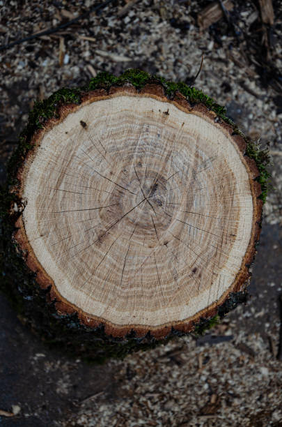 istock Wooden stump. Wood texture. Sawn tree with annual rings. 1436855045