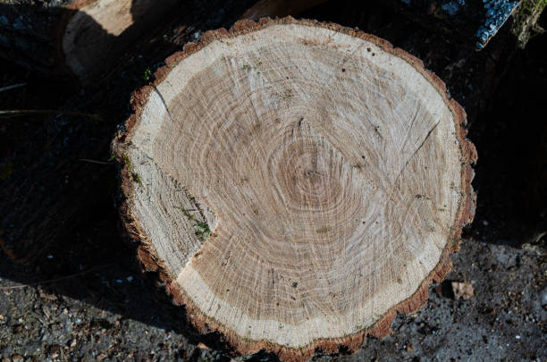 istock Wooden stump. Wood texture. Sawn tree with annual rings. 1436855083
