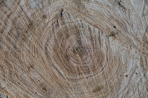Wooden stump. Wood texture. Sawn tree with annual rings. Round saw cut of a tree.