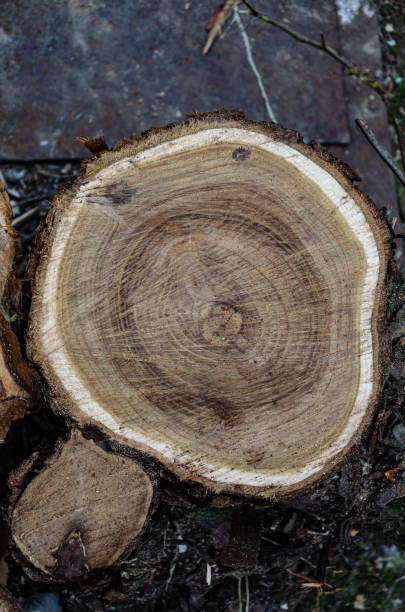 istock Wooden stump. Wood texture. Sawn tree with annual rings. 1436855155