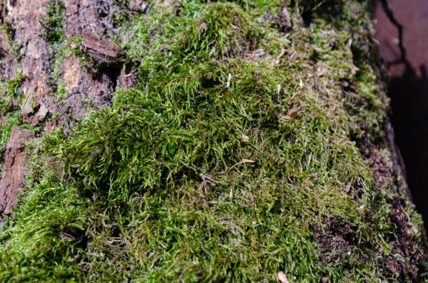 istock Old tree close-up with bark overgrown with moss. 1436856087