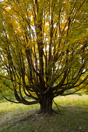 Tree of Life - Mythical Tree of Everlasting Life