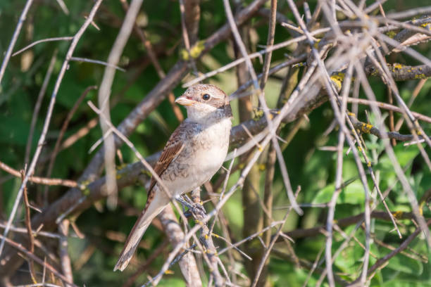 istock Juvenile Red-backed Shrike sitting on a tree branch. 1436861041