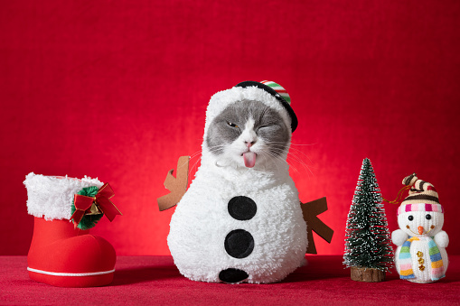 cute british shorthair cat with Christmas snowman dress on red background