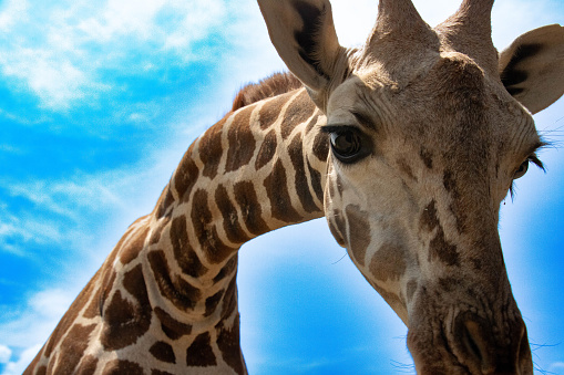 Image of animal Giraffe looking down at photographer