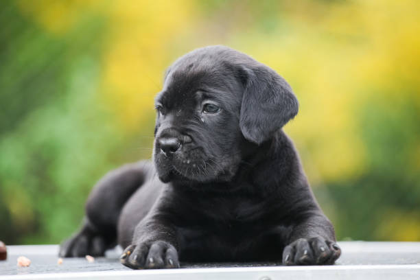istock Little Cane Corso puppy in the garden 1436863467
