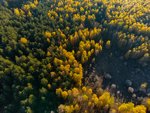 Autumn forest aerial view. Shot by drone