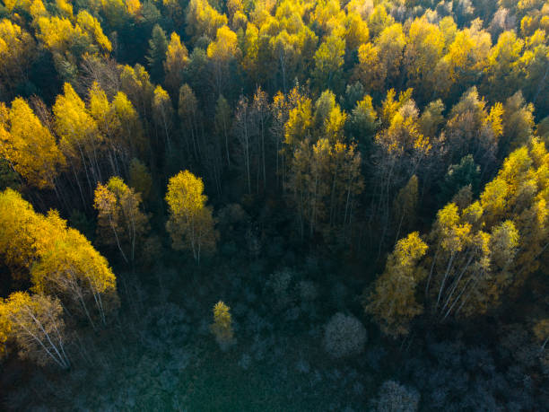 istock Autumn forest aerial view 1436863790