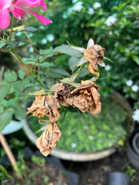 istock dry rose flower 1436866386