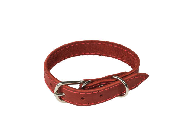 istock A buttoned red dog collar isolated on a white background. 1436868732