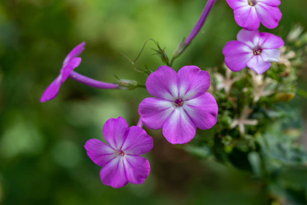 This image shows a macro view of purple blooming garden phlox (phlox paniculata) flowers in a sunny autumn garden.