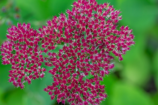 This image shows a macro view of a pink blooming sedum spectabile (hylotelephium spectabile) flowering bush in a sunny autumn garden.