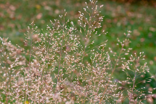 istock Tufted hairgrass in a sunny garden 1436878599