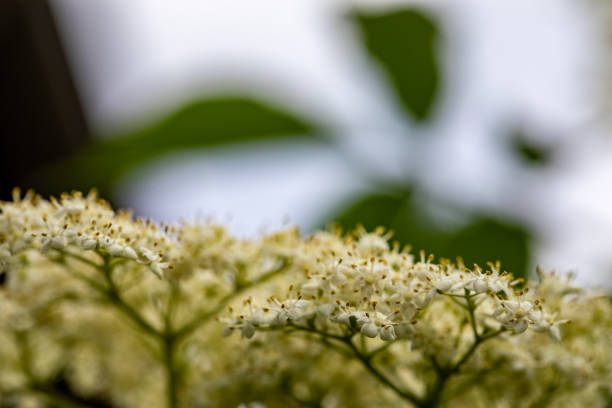 flowers captured in Bohinj valley Slovenia