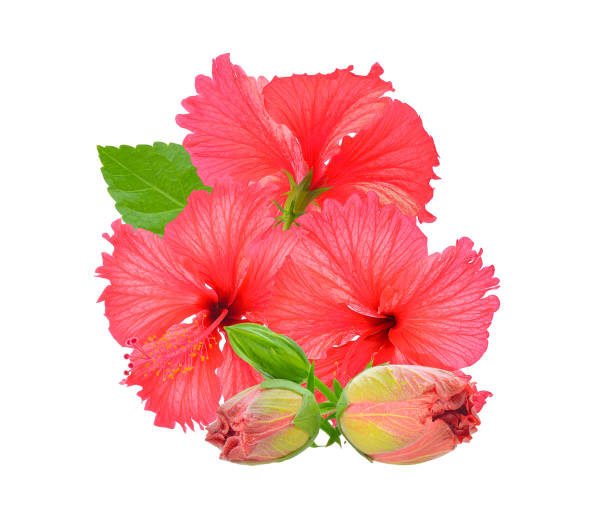 istock Red hibiscus flower isolated on white 1436882689