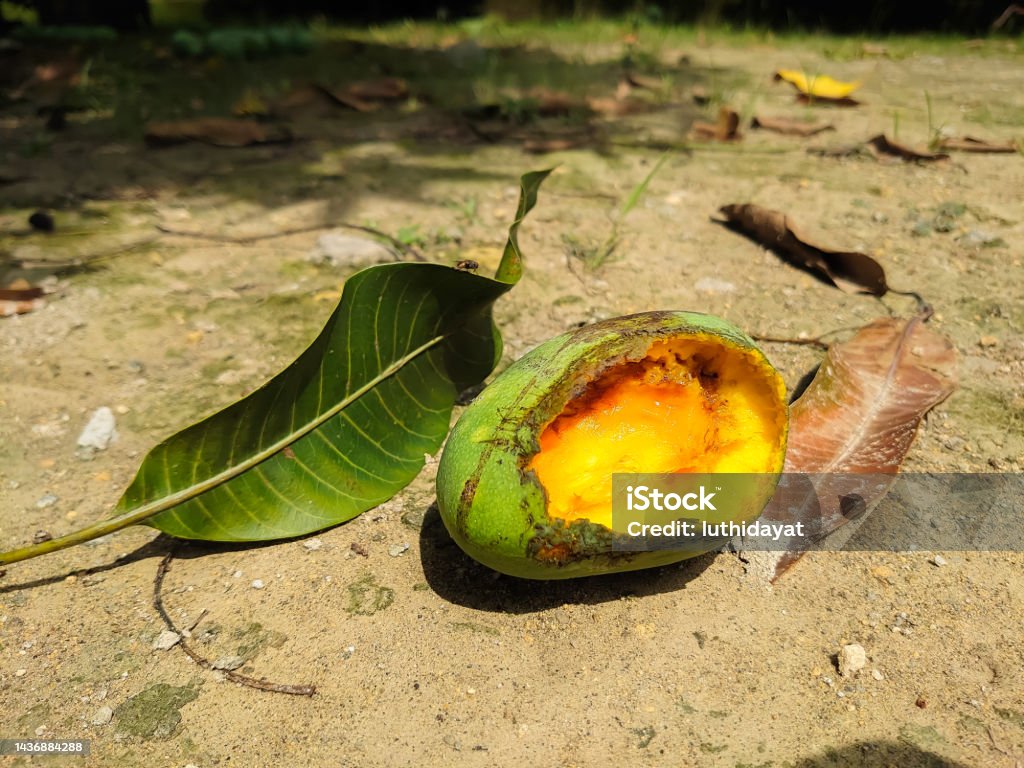 Mango Seed Rottin A Rotten Mango On The Ground Stock Photo - Download Image Now ...