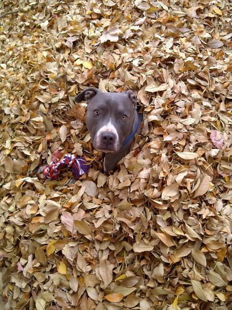 istock Dog in leaves 1436887847