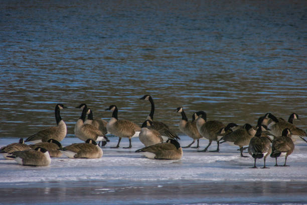 istock Group of Canadian Geese 1436888158
