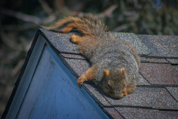 istock Squirrel resting near the peak of a roof 1436888805