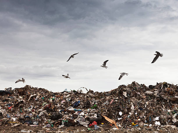 colección de aves un círculo alrededor de la basura centro - garbage dump fotografías e imágenes de stock