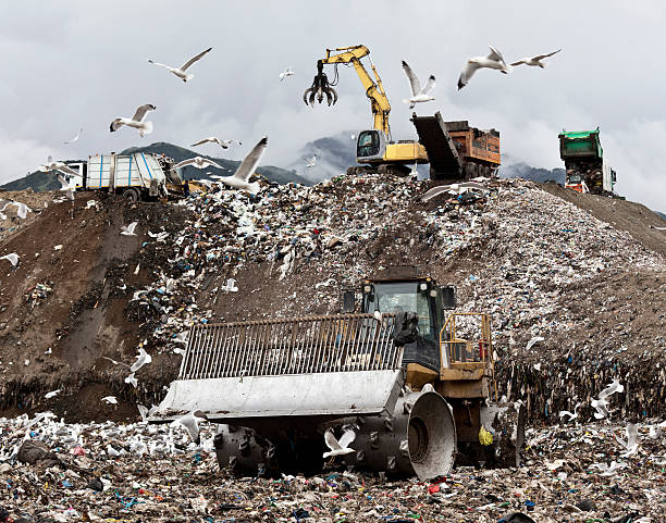 ptaki zakreślenie centrum zbierania śmieci - landfill garbage dump garbage bird zdjęcia i obrazy z banku zdjęć