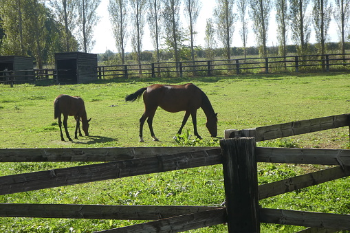 photo taken in the department of Calvados. A mare and her foal outside in a very green paddock in October