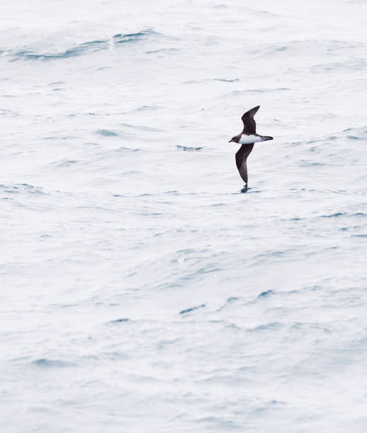 istock Magenta Petrel, Pterodroma magentae 1436890476