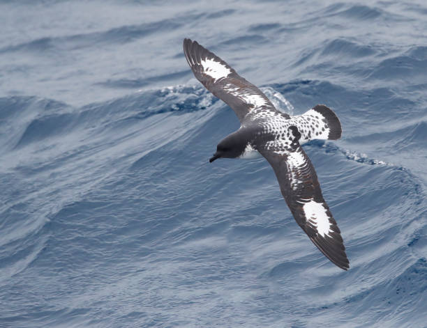 pétrel du cap, daption capense australe - fulmar photos et images de collection