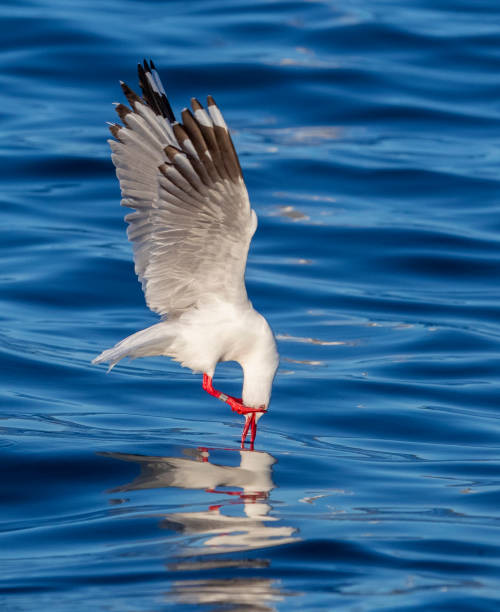 istock Red-billed Gull, Chroicocephalus novaehollandiae scopulinus 1436890553