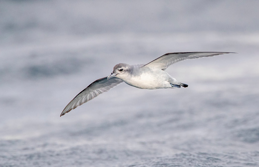 Fairy Prion (Pachyptila turtur) flying over the ocean off the coast of Kaikoura in New Zealand.