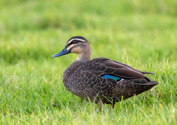 istock Pacific Black Duck, Anas superciliosa 1436890649