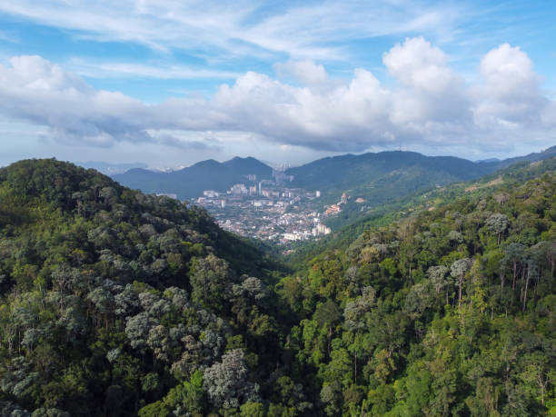 istock Aerial view forest in blue sunny day 1436892122