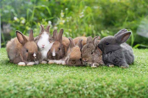 Photo of Group of five cuddly furry rabbit bunny lying down sleep together on green grass over natural background. Family baby rabbits sitting togetherness on lawn spring time. Easter newborn bunny family.